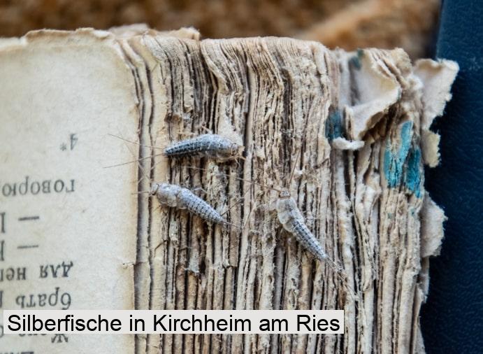 Silberfische in Kirchheim am Ries